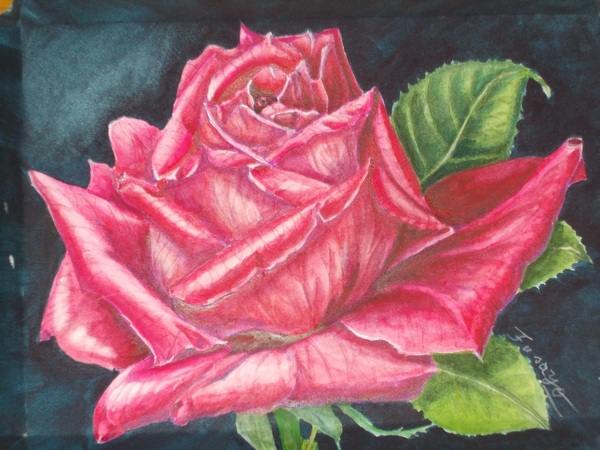薔薇
