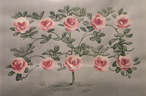10 Roses 10輪のバラ