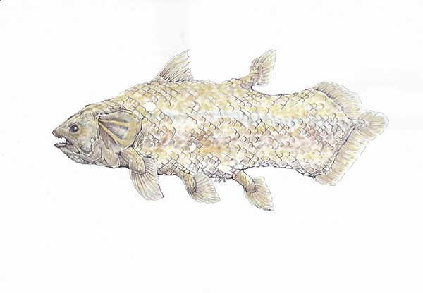 日本画「シーラカンス」 日本画「シーラカンス」