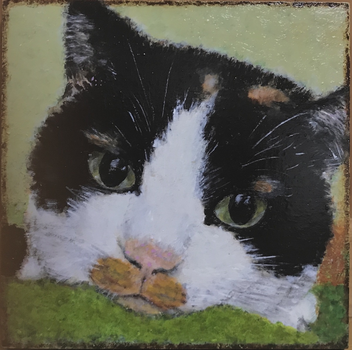 猫
