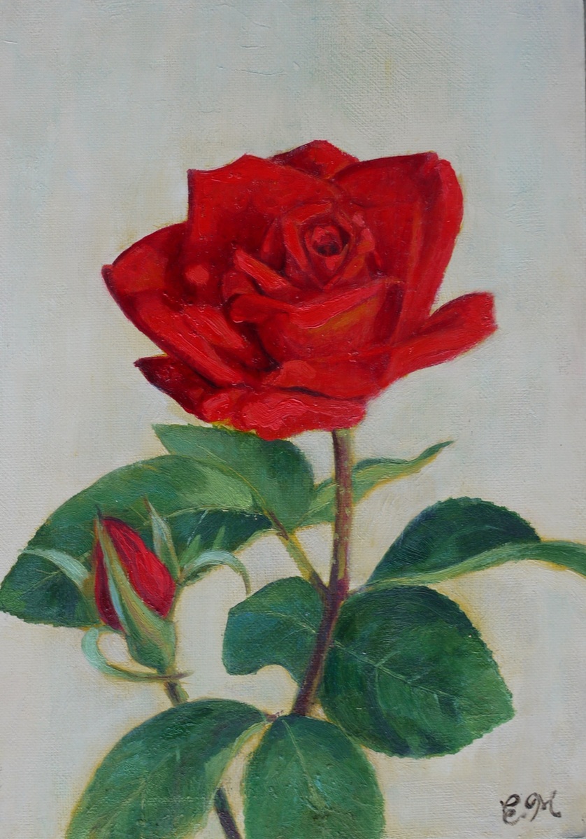 赤いばら red rose