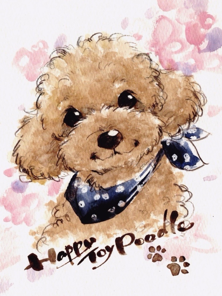 Happy Toy Poodle!