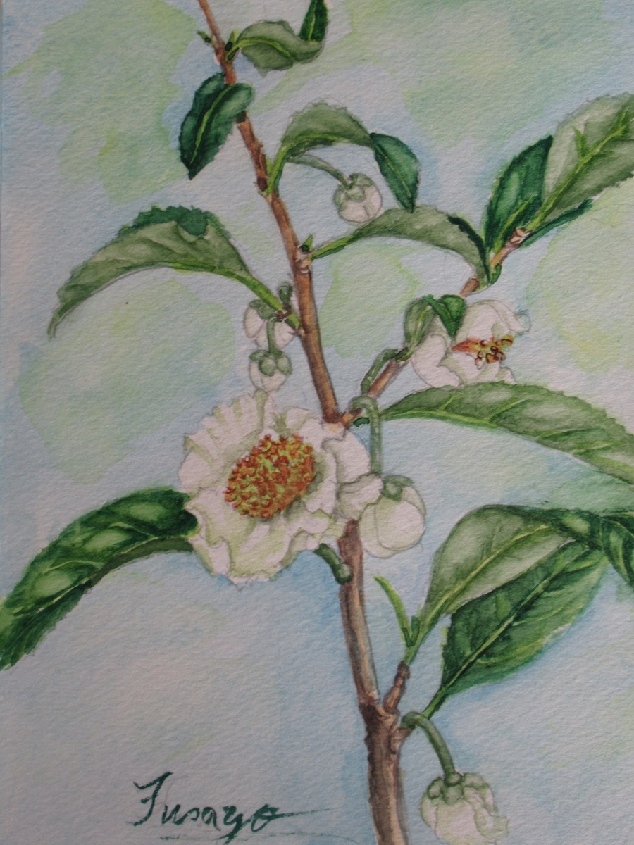 お茶の花