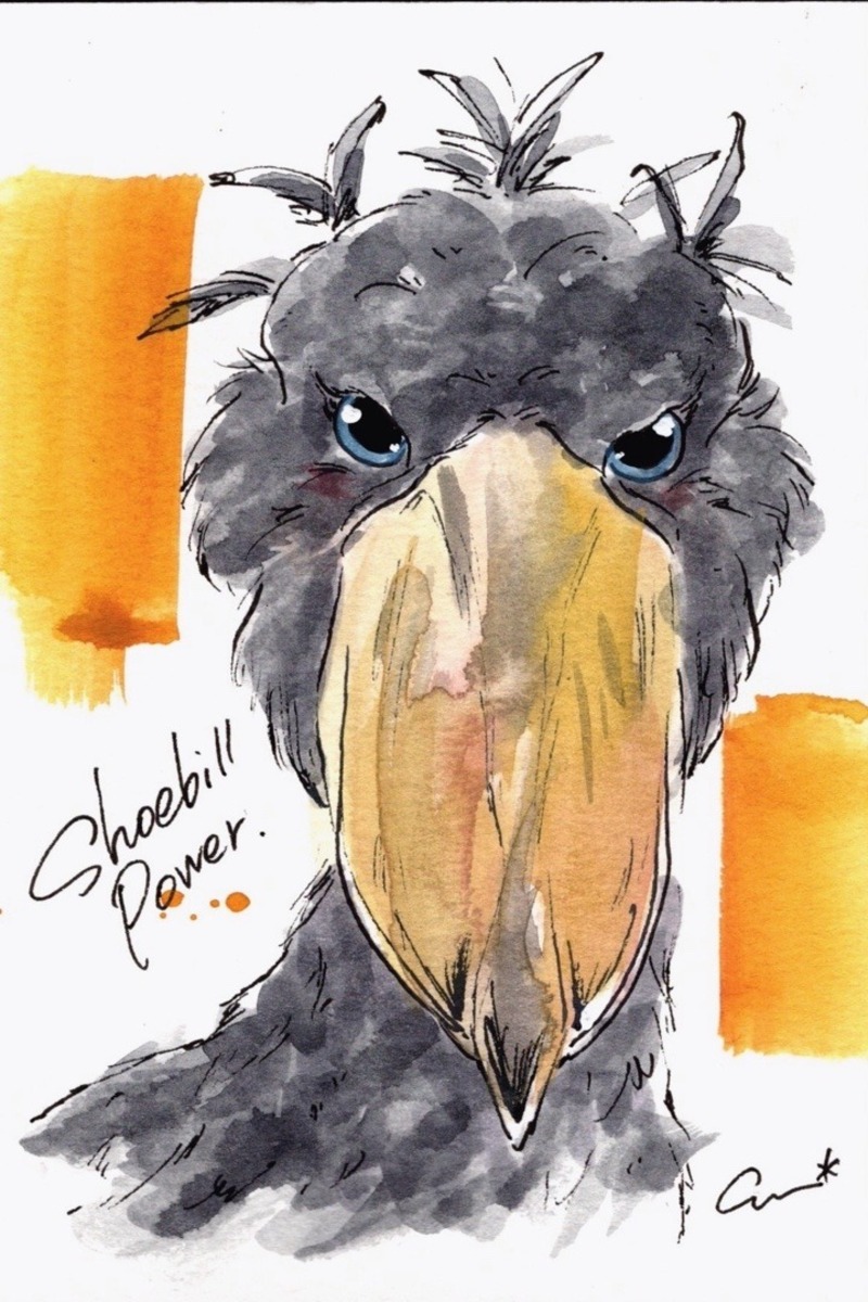 ハシビロコウの眼差し