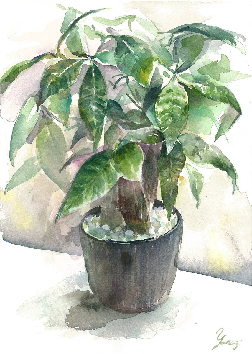 水彩画 原画 パキラ