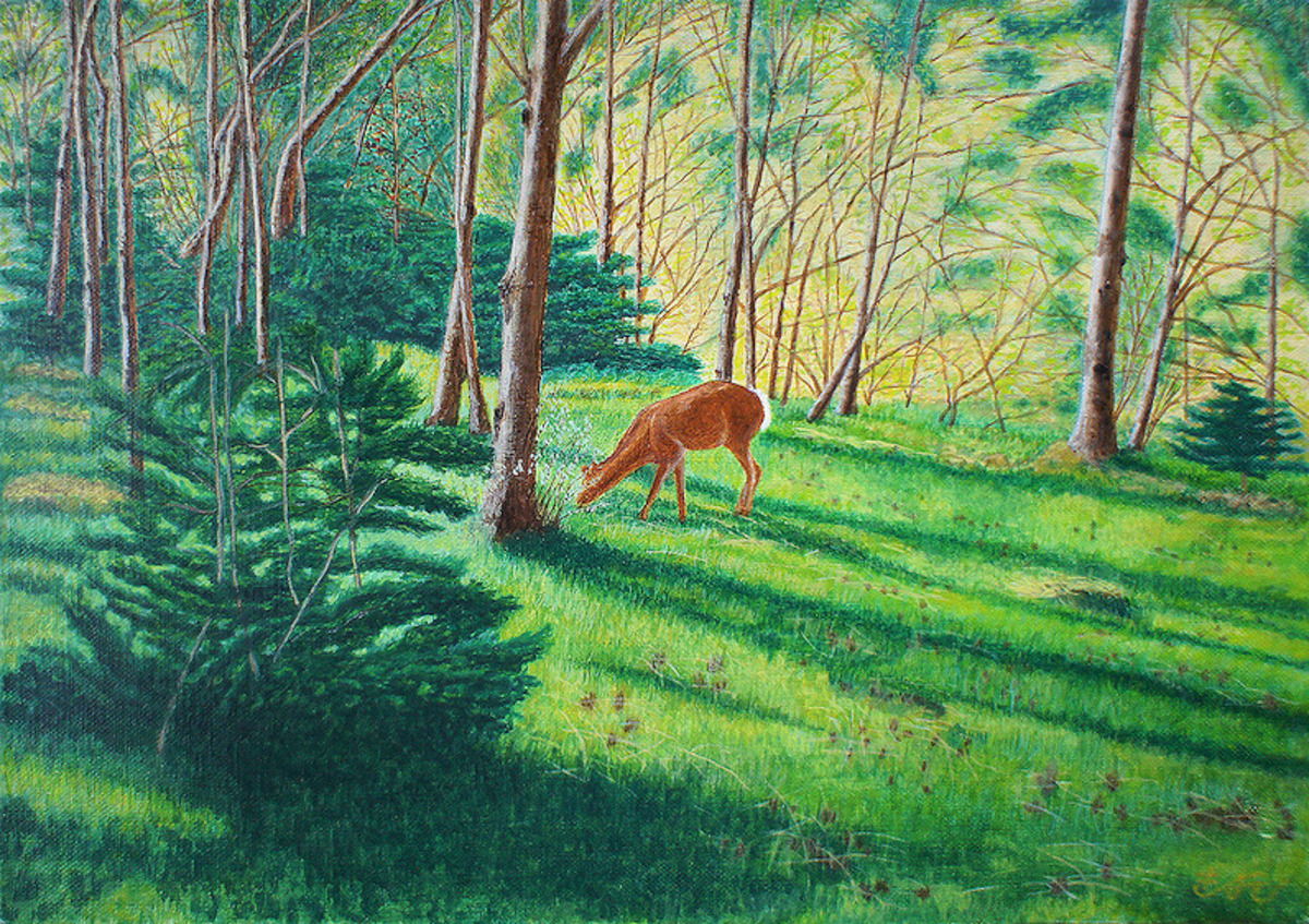 北海道富良野_鹿