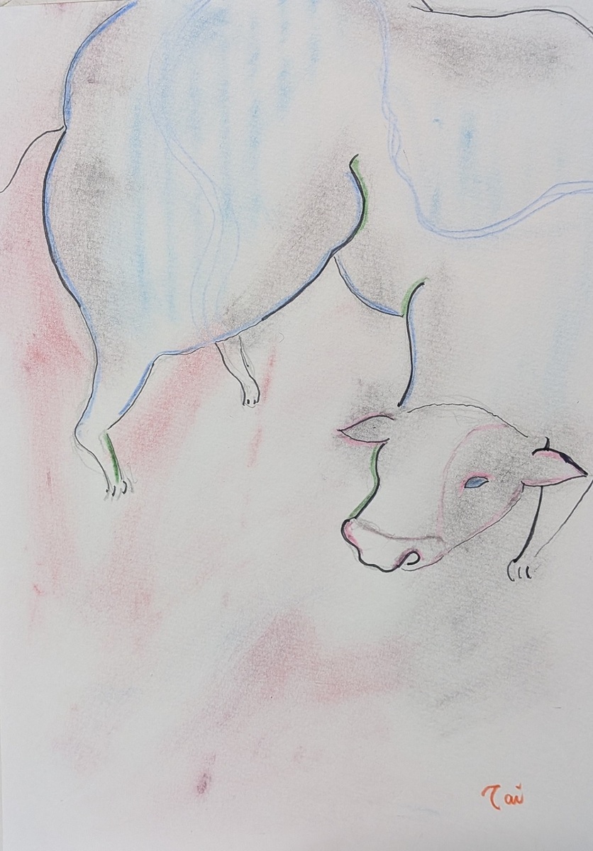 じっと居る、 牛