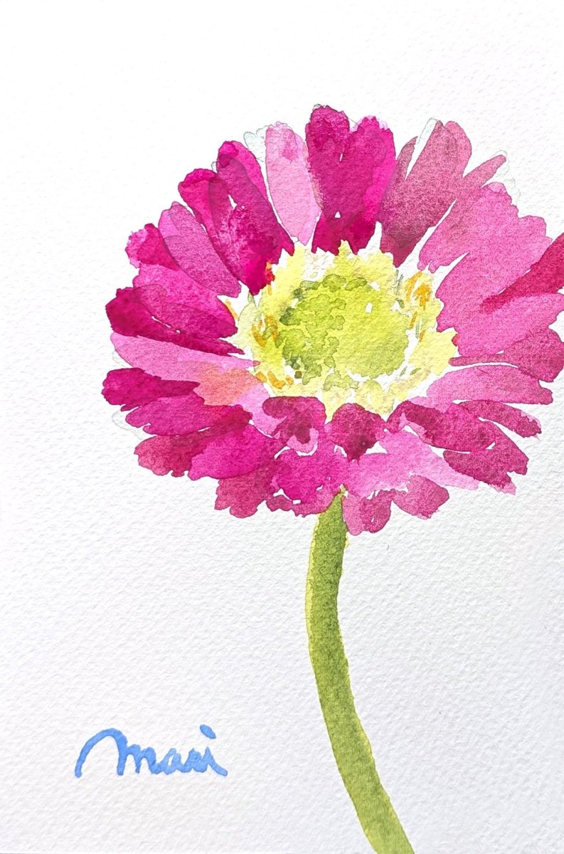 Pink Gerbera