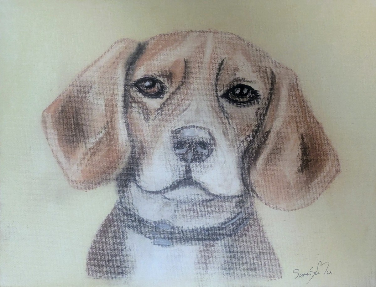 Beagle