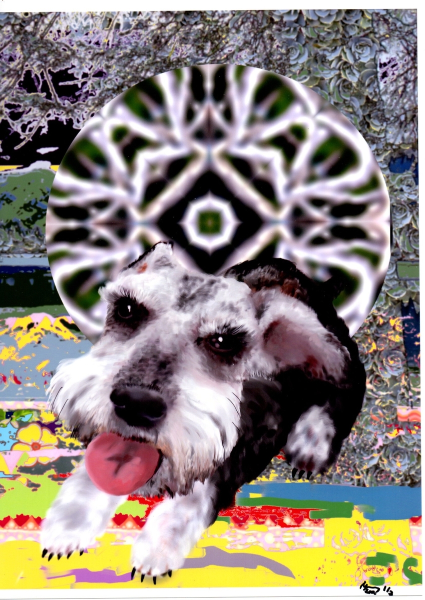 ミニチュアシュナウザー 1/3