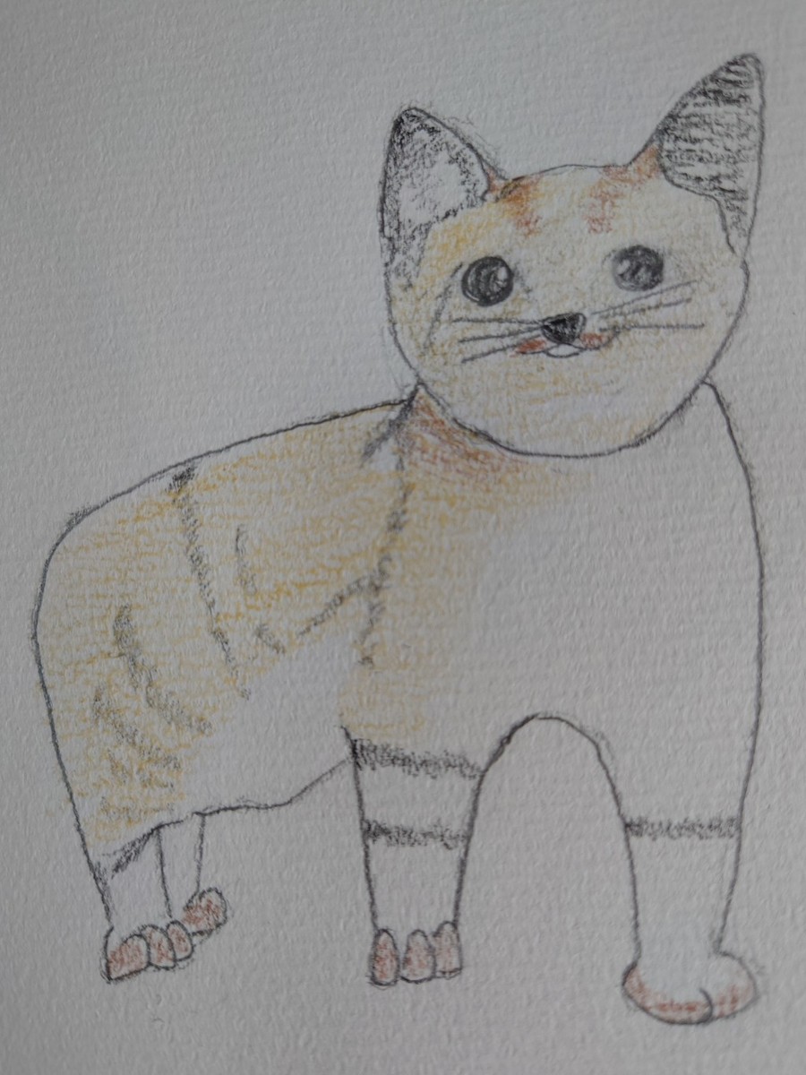 迷い猫ちゃん(=^・^=)