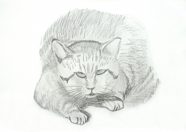 猫のデッサン 242 猫のデッサン 鉛筆画 pencil drawing - YouTube