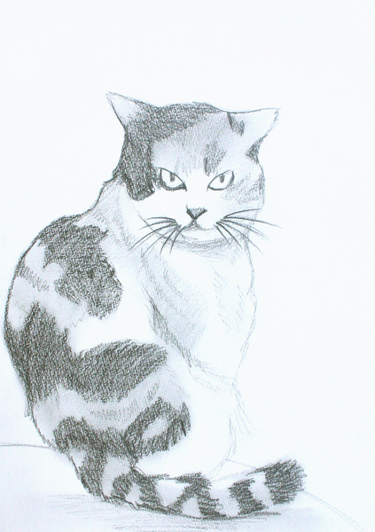 三毛猫デッサン」 by ふじ子。｜Artmeter｜暮らしを彩るアートが