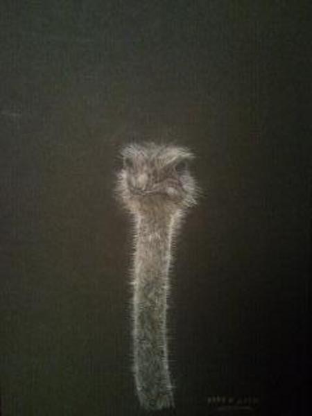 ostrich」 by 樹村ようこ｜Artmeter｜暮らしを彩るアートが