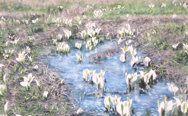 水芭蕉の咲く頃