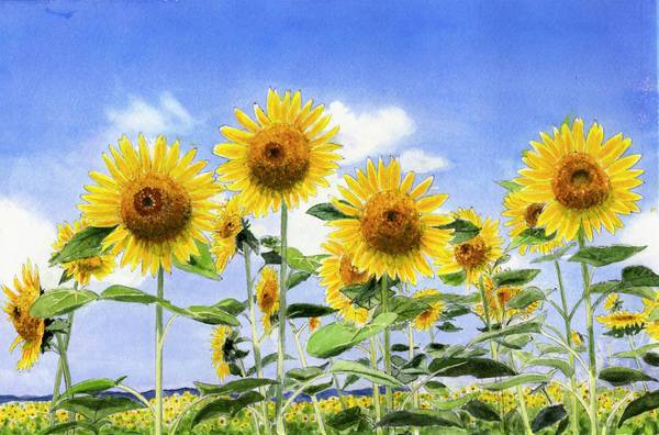 ひまわり畑で」 by ジュリ子｜Artmeter｜暮らしを彩るアートが、きっと
