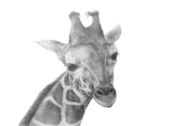 きりんオリジナル絵画 きりんオリジナル絵画 絵画 絵 ピクチャー 縁起画 モダン シェアハウス