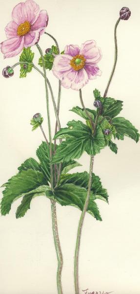 秋明菊」 by ふさよ｜Artmeter｜暮らしを彩るアートが、きっと見つかる