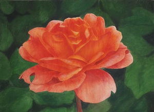 作品名:「薔薇(赤)」 画家名:「辻 匠」 コメント:「モチーフはオレンジ色のバラだったのですが、赤にしてみました。」 ART-Meter