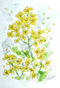 作品名:「ナノハナ」 画家名:「山崎 英男」 コメント:「菜の花は春を思い出す、春の象徴です」 ART-Meter