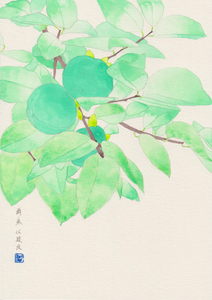 作品名:「柿」 画家名:「Nish Ihara」 コメント:「秋葉神社の未だ青い柿を描きました。一つの木に甘い柿と渋い柿の実がなっていると神職がおっしゃっていました。」 ART-Meter