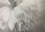雨上がりのダリア