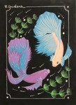 betta 6