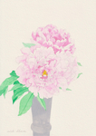 芍薬