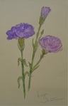 カーネイション